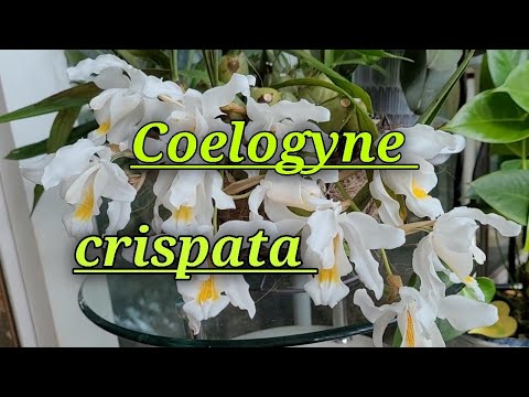 Видео: Coelogyne cristata.Описание и уход.