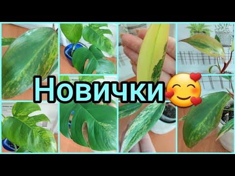 Видео: Новые #растения с #Авито 😍Хотелки-мечталки🌿Ароидные #покупки #филодендрон #монстера #цветы #сорт