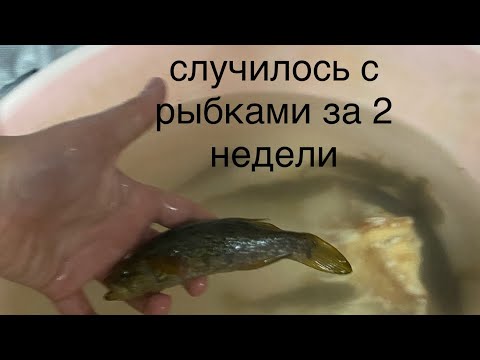 Видео: 2 часть рыбки