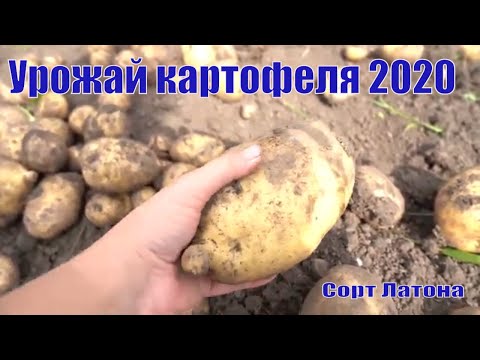 Видео: урожай Картофеля 2020.  Отличный сорт для Урала.  Парадокс!