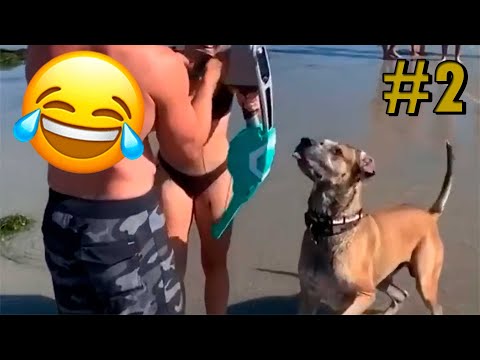Видео: Смешные и Забавные Животные #2 🥰 | Попробуй не засмеяться😂