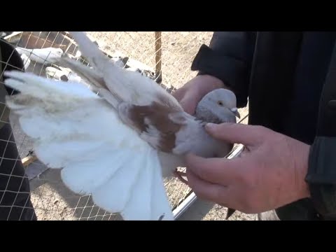 Видео: Ярмарок у розпалі