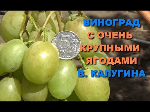 Видео: Виноград  с очень крупными ягодами  В. Калугина  www.vinograd-kriulya.com