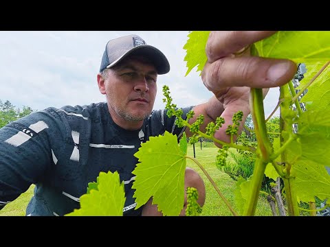 Видео: 🔴🔴Дубак. Виноград  в Холод  Цвести не Хочет. Обработка Винограда.