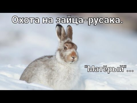Видео: #Охота на зайца-русака. Один-Один !!!