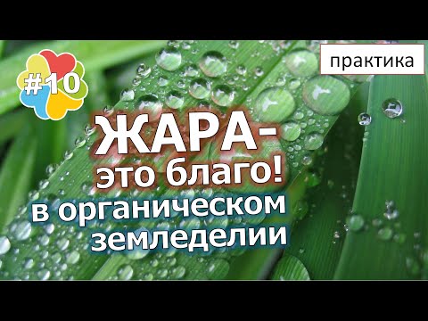 Видео: #10 Жара во благо в органическом земледелии! Почему? Точка росы. 3 способа защиты от жары