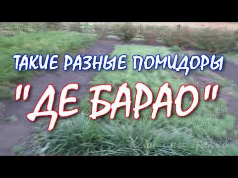 Видео: ТАКИЕ РАЗНЫЕ ПОМИДОРЫ. ДЕ БАРАО. (из видеоархива 2015г.)