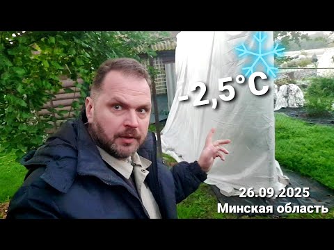 Видео: Продлеваем сезон винограда 2025, на сколько это будет в наших силах - это залог урожая 2026 года!