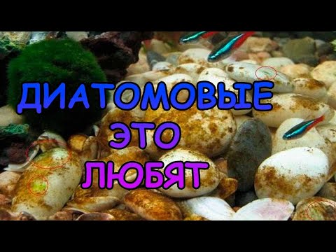 Видео: Диатомовые это любят...