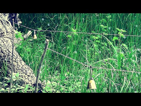 Видео: ЭТО РЫБАЛКА МЕЧТЫ!!! Конкретно, на 3 дня с закормом на сазана! Ловля сазана на жмых.