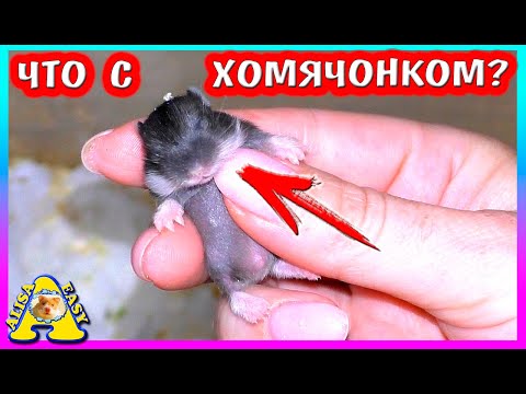 Видео: ХОМЯЧИХА ОРЕША КУСАЕТ ХОМЯЧАТ / ХОМКИ РОБОРОВСКОГО / У ХОМЯЧАТ ОТКРЫЛИСЬ ГЛАЗА / Alisa Easy Pets