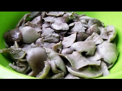 Видео: Соление говорушки дымчато-серой. Получается вкусно!👍👍👍