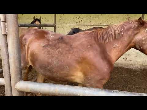 Видео: Жылқы бордақылау 4