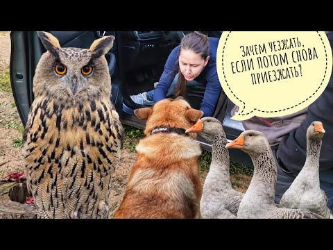 Видео: Все разъехались, а мы с совами остались осеневать. Опять синицу к неясностям занесло, а я хочу гуся