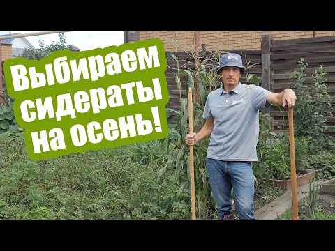 Видео: Когда сажать СИДЕРАТЫ ОСЕНЬЮ? И какие сидераты сеять