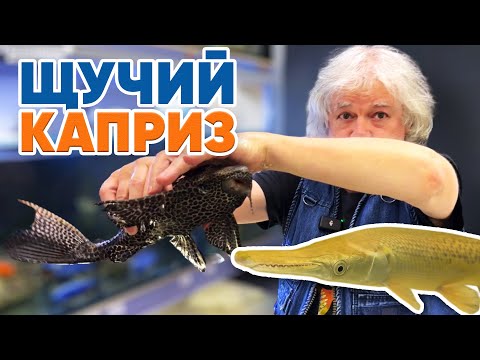 Видео: Аквариумные новости с Владимиром Ковалёвым (07.02.2025). Щучий каприз.