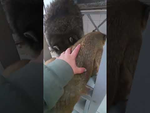 Видео: Илюша отжигает😂смотрите до конца😂😂😂 #ямыилюша #помощьбездомнымживотным #raccoon #анапа #reels #юмор