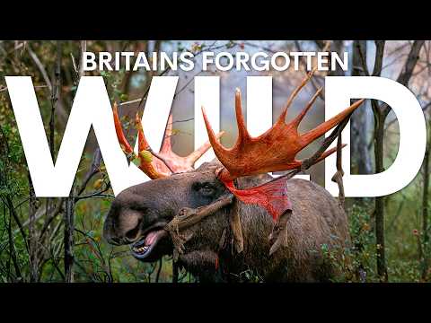 Видео: Вымершие животные Великобритании возвращаются