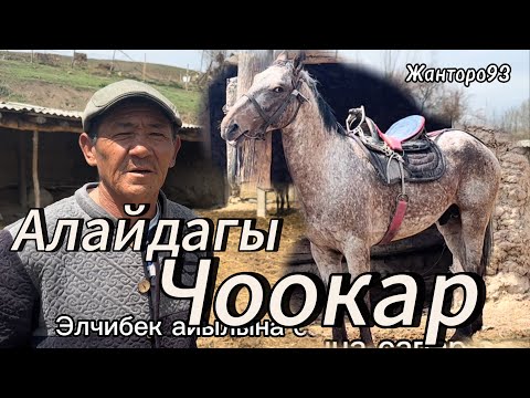 Видео: Атактуу Чоокардын баласы