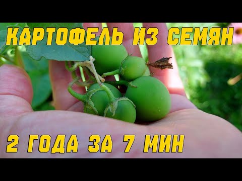 Видео: Опыт двух лет за 7 минут / Картофель из семян