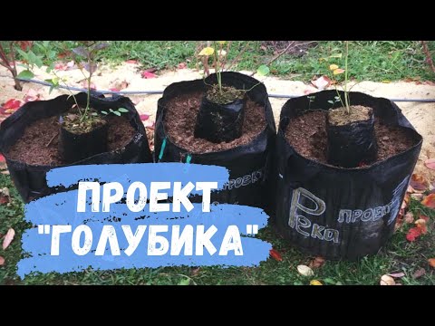 Видео: Проект "Голубика". Посадка