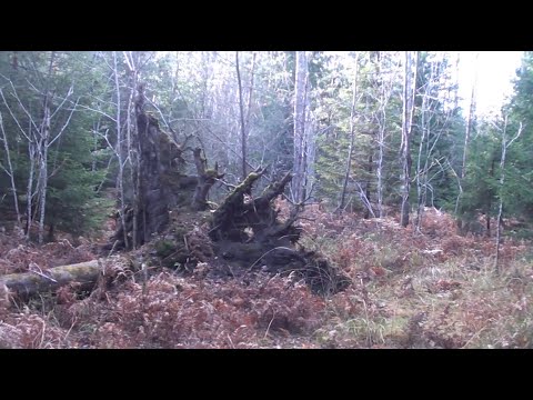 Видео: Хто тут броде? Скоро побачимо.