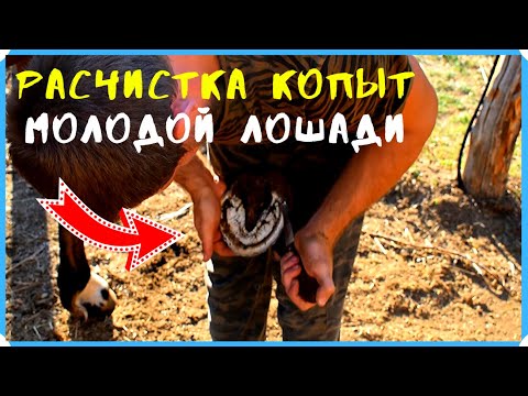 Видео: Расчистка копыт у молодой лошади. Без станка. Наш опыт