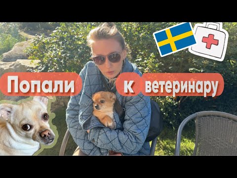 Видео: VLOG #11 Заболела собака.