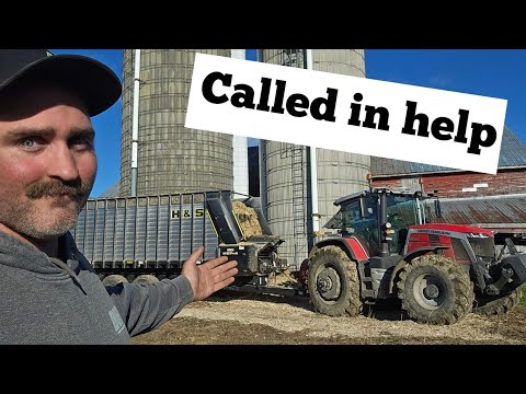 Видео: Урожай кукурузного силоса All Go On 2025