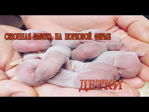 Видео: Практика в Дании■ Норковая ферма в Дании■Сезон детей🐭
