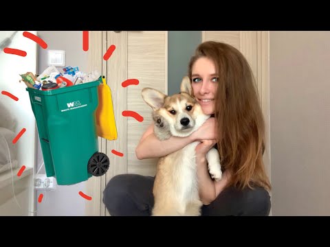 Видео: ПОБОРОЛ САМУЮ СТРАШНУЮ ФОБИЮ! Vlog Корги Таффи и Сэдди