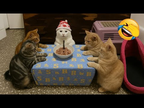 Видео: Попробуй не засмеяться 😂 Самые смешные кошки и собаки 😹🐶 Часть 11