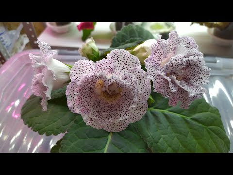 Видео: Зимнее цветение нескольких сортов глоксиний