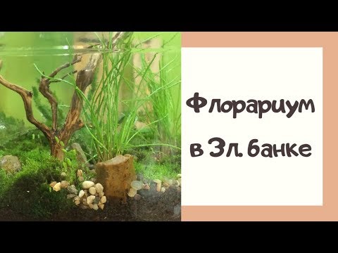 Видео: Флорариум в 3л банке с лесными растениями