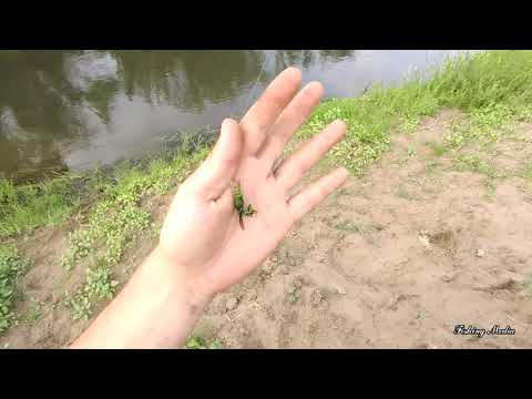 Видео: Открытие голавлиного сезона. Ловля голавля на шпанскую мушку в проводку на малой реке в июне.