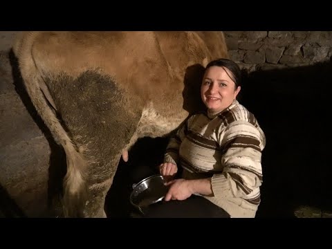 Видео: Գնա՞նք Կով Կթենք, Գնացինք - Как Я Дою Корову - Моя Ежедневная Работа- Շամշադինի Համը - Шамшадин