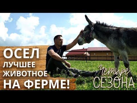 Видео: Зачем нужны ослы на ферме? | История любви Колы и Тихона