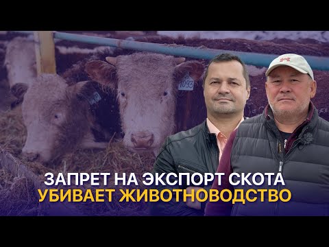 Видео: Животноводство ведут к дефолту. Чем опасен запрет на экспорт скота — Болат Бекбердинов