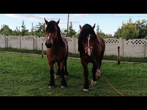 Видео: 🔔МОЇ КОБИЛИ🌹❣️💪🔥ТА ЖЕРЕБЕЦЬ ХАРІ📍 🚜💣