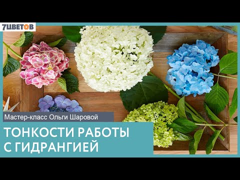 Видео: Тонкости обращения с гидрангией от Ольги Шаровой