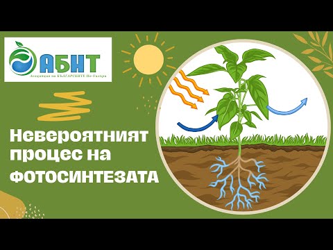 Видео: Невероятният процес на Фотосинтезата