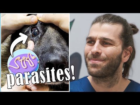 Видео: Паразиты, живущие в глазах! (Мы удалили их из глаз собаки! )