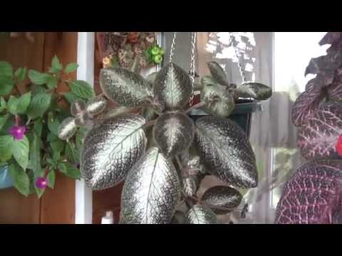 Видео: Мои комнатные цветочки