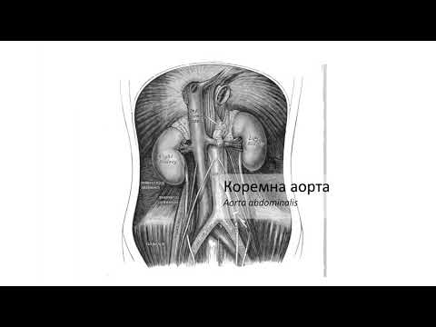 Видео: Коремна аорта – Aorta abdominalis (09:00) ┃teoriyata.com