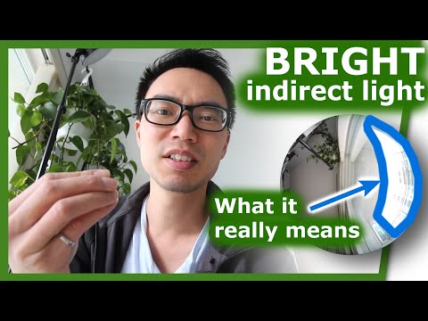 Видео: Что на самом деле означает «яркий непрямой свет»: использование экспонометра | House Plant Journal