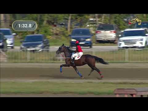 Видео: 12-й Заезд. ПРИЗ СПОРТИВНЫЙ. Новосибирский ипподром. 17.09.2022