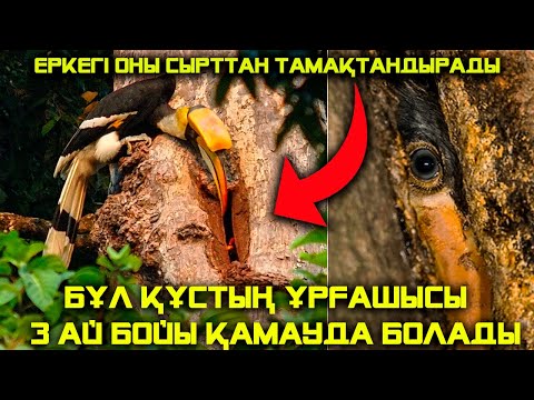 Видео: ЖАНУАРЛАРДЫҢ СІЗ БІЛМЕГЕН ҚЫЗЫҚТЫ ӘРЕКЕТТЕРІ 5