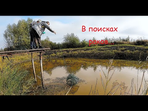 Видео: Завершение эксперимента по выращиванию австралийского рака в пруду