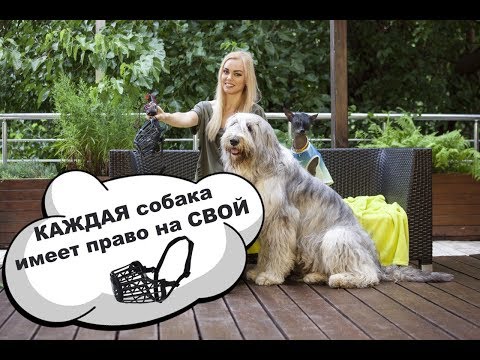 Видео: КАК НАМОРДНИК МОЖЕТ ЗАЩИТИТЬ ВАШУ СОБАКУ