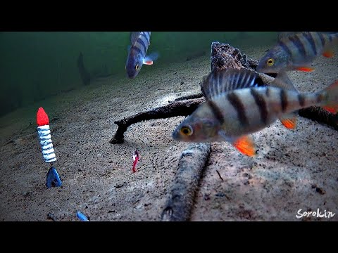 Видео: ОПУСТИЛ ПОД ЛЁД ЗАПРЕЩЁННУЮ ПРИМАНКУ В КОРЯЖНИКЕ И ВОТ ЧТО ПРОИЗОШЛО! РЫБАЛКА НА МОРМЫШКУ